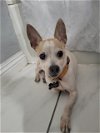 adoptable Dog in sacramento, CA named SUNDAY