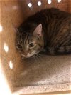 adoptable Cat in sacramento,, CA named TRUFFLES