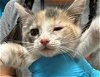 adoptable Cat in sacramento,, CA named A676463