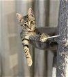 adoptable Cat in sacramento,, CA named STELLA