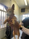 adoptable Dog in sacramento,, CA named TEENY WEENY