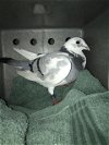 adoptable Bird in sacramento,, CA named A678489