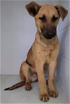 adoptable Dog in sacramento, CA named WAFFLECONE