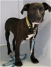 adoptable Dog in sacramento,, CA named A679838