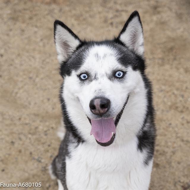 adoptable Dog in Sacramento, CA named FAUNA