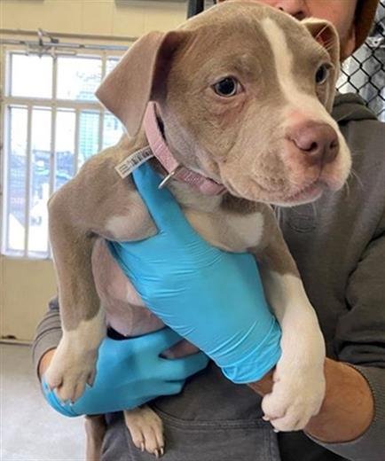adoptable Dog in Sacramento, CA named A681184