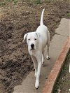adoptable Dog in sacramento,, CA named SNOW