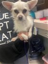 adoptable Dog in sacramento,, CA named YODA