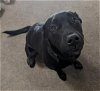 adoptable Dog in sacramento,, CA named XENA