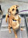 adoptable Dog in sacramento,, CA named THEO
