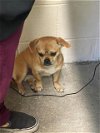 adoptable Dog in sacramento,, CA named TEDDY