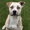 adoptable Dog in  named GUAVA