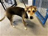 adoptable Dog in sacramento,, CA named STEVIE