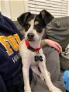 adoptable Dog in  named CHERRY