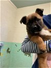 adoptable Dog in  named BABY CUB