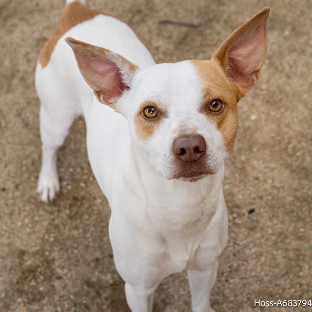 adoptable Dog in Sacramento, CA named NIKO
