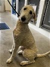 adoptable Dog in sacramento, CA named WINNEY