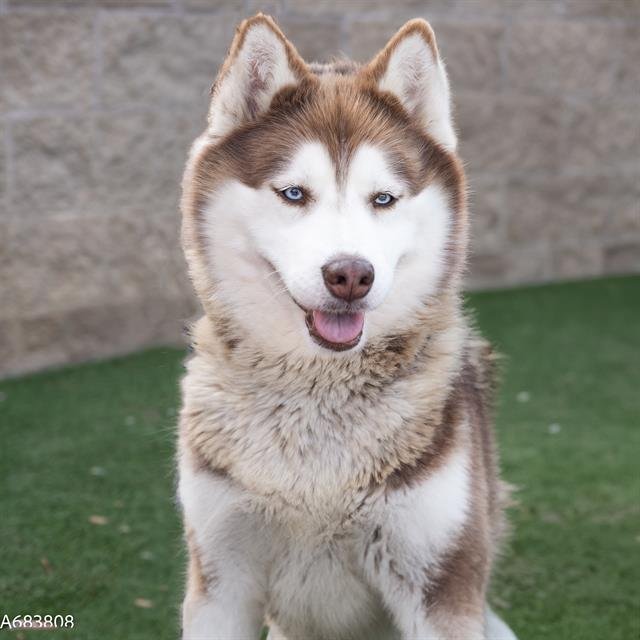 adoptable Dog in Sacramento, CA named SOUFFLE