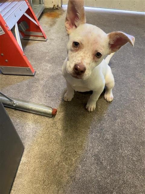 adoptable Dog in Sacramento, CA named A684111