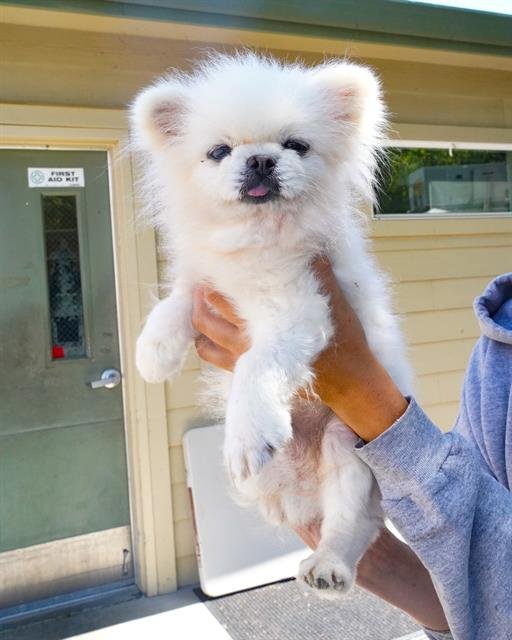 adoptable Dog in Sacramento, CA named GRANDPA