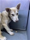 adoptable Dog in sacramento, CA named WERTHERS