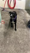 adoptable Dog in  named A684119