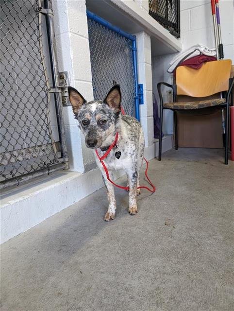adoptable Dog in Sacramento, CA named A684168