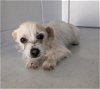 adoptable Dog in sacramento,, CA named A684755