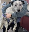 adoptable Dog in sacramento, CA named A680842