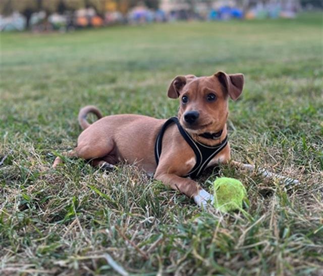 adoptable Dog in Sacramento, CA named RUFIO