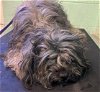 adoptable Dog in sacramento,, CA named A684956