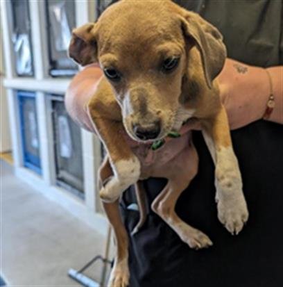 adoptable Dog in Sacramento, CA named TURBO