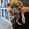 adoptable Dog in sacramento,, CA named TURBO