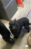 adoptable Dog in sacramento,, CA named A685034