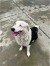 adoptable Dog in sacramento, CA named WACO
