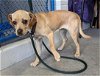 adoptable Dog in sacramento, CA named A685283