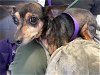 adoptable Dog in sacramento, CA named A685341