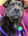 adoptable Dog in sacramento,, CA named A685560