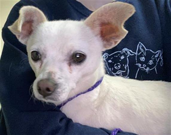 adoptable Dog in Sacramento, CA named A685569