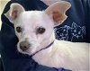 adoptable Dog in sacramento, CA named A685569