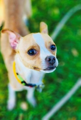 adoptable Dog in Sacramento, CA named TOOFAN