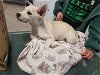 adoptable Dog in sacramento,, CA named A685525