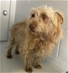 adoptable Dog in sacramento,, CA named A685615