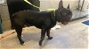 adoptable Dog in sacramento, CA named A685636