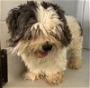 adoptable Dog in sacramento, CA named A685639
