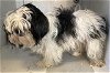 adoptable Dog in sacramento, CA named A685640