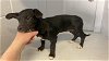 adoptable Dog in sacramento, CA named A685642