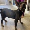 adoptable Dog in sacramento, CA named A685720