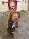 adoptable Dog in  named UNO