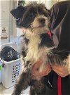 adoptable Dog in sacramento, CA named A686096